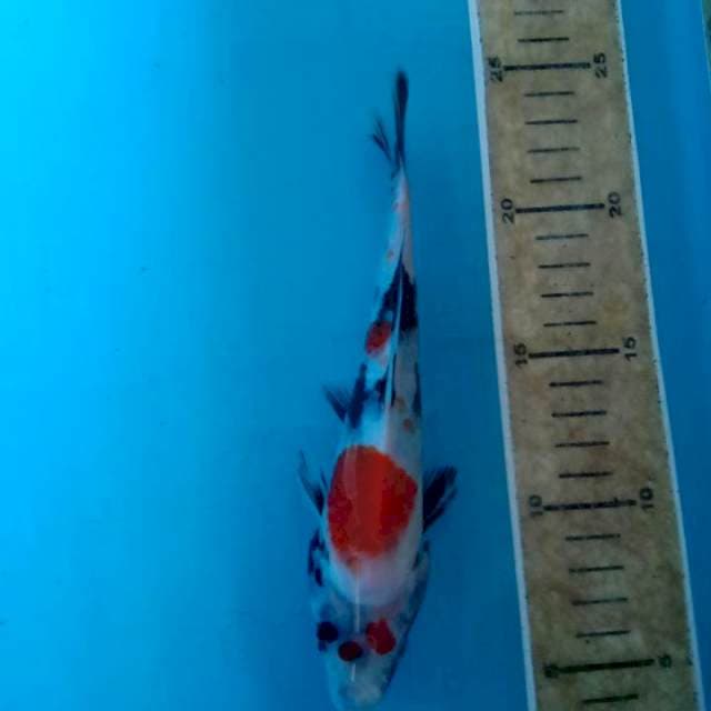 Kindai showa 19cm