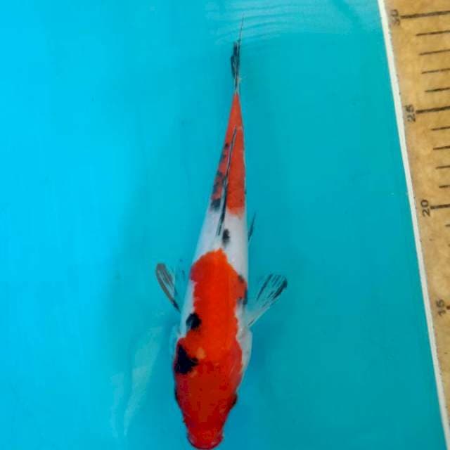 Showa 19cm