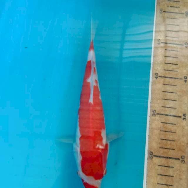 Kohaku 21cm