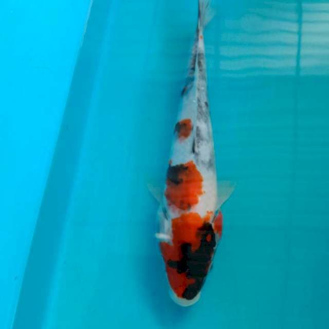 Showa 26cm