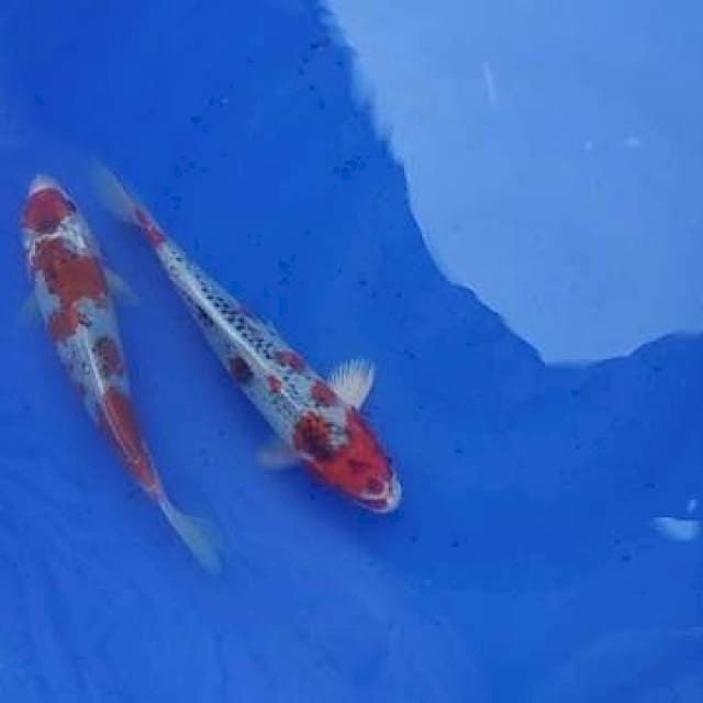 Maruten gosiki x kujaku 24,25cm