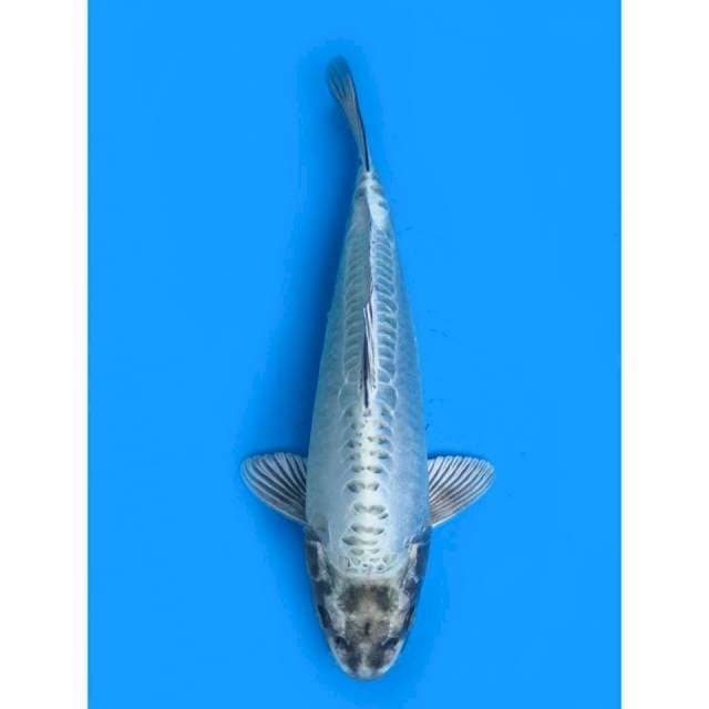 Kawarimono - 30cm Male