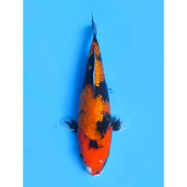 Hi Showa Ginrin Mutogoro - 28cm Female