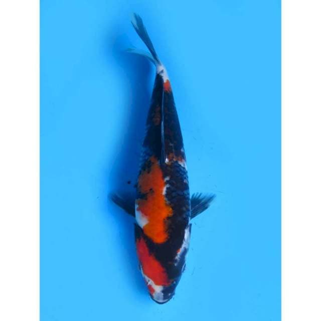 Showa Finish - 23cm Male