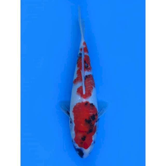 Showa Tategoi - 32cm Male
