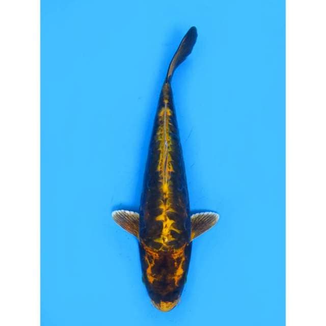 Kawarimono Langka - 26cm Male