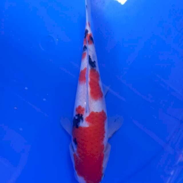 Sanke 25cm HQ