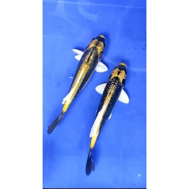 2. Kabuto - 26 27 cm