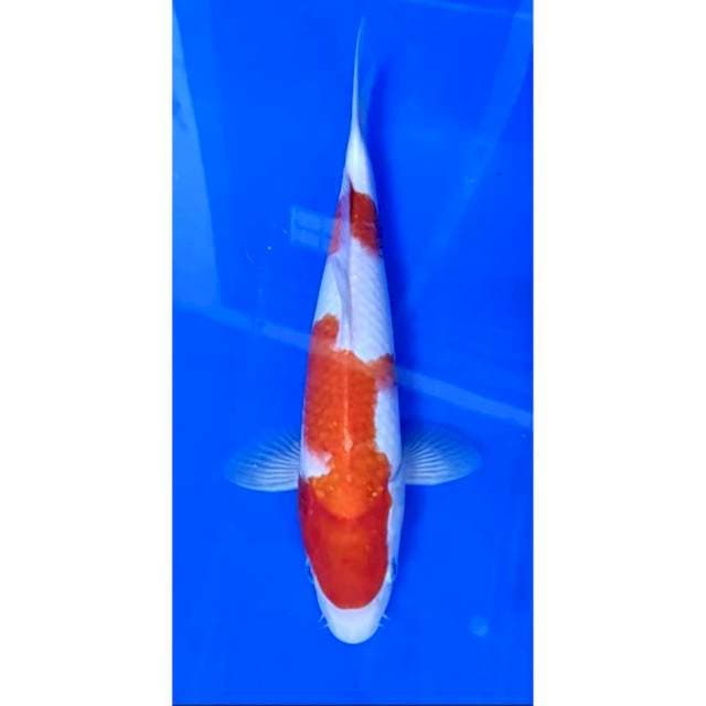 3. Kohaku -29 cm -Jantan