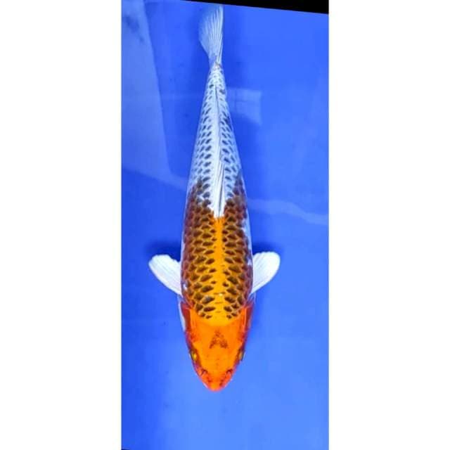 6. Kujaku - 31cm