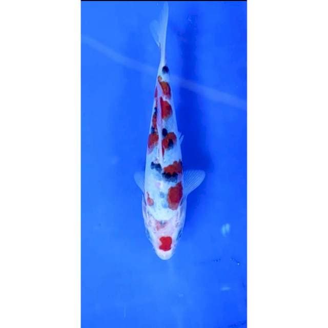 8. Sanke - 17cm