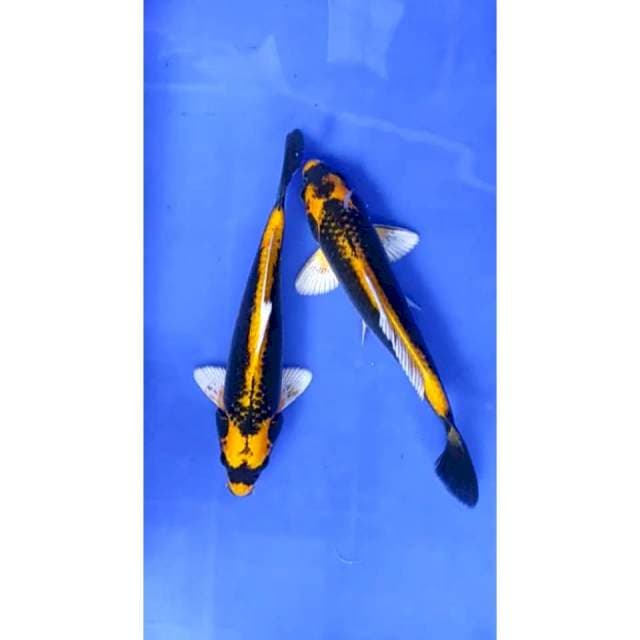 9. Kabuto - 23 24cm