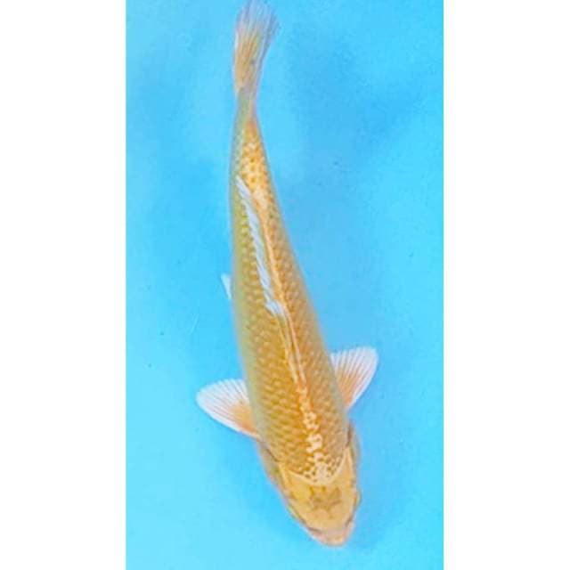 Ogon 25cm