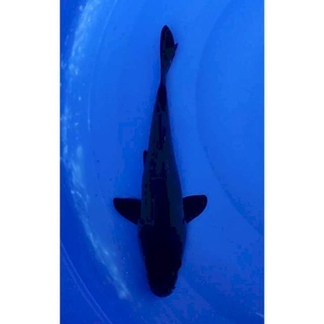 Karashugoi (Black Koi) 29cm (F)