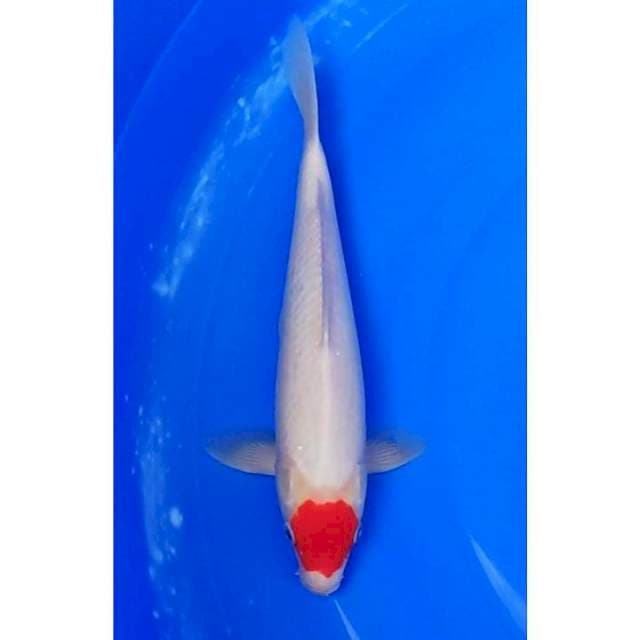 Original Tancho Strong 31cm (M)