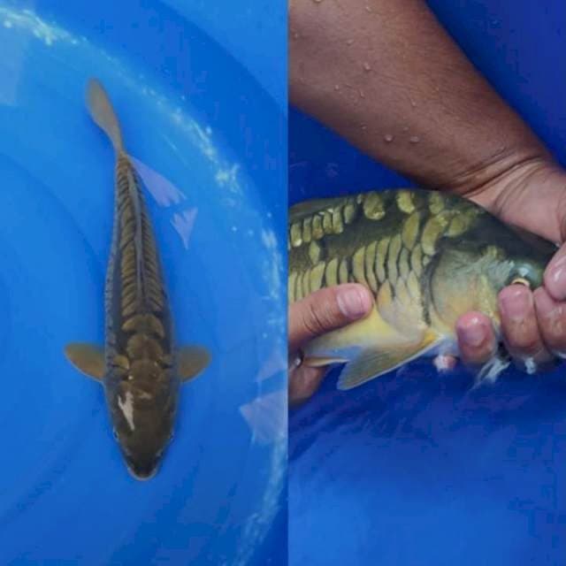 Midori Aragoke Super Rapi Berpunuk 35cm (F)