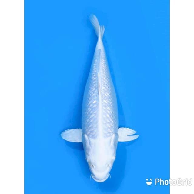 Platinum Ginrin No Bocor - 38cm Female