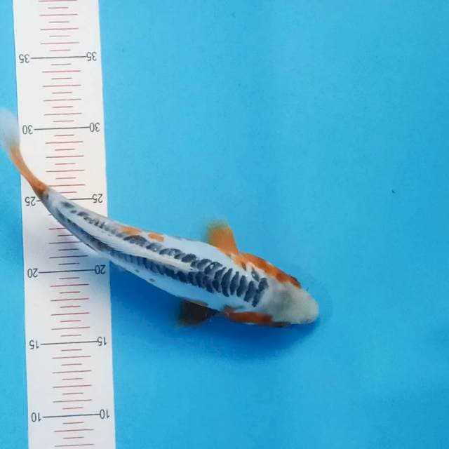 Shusui 27cm SQ