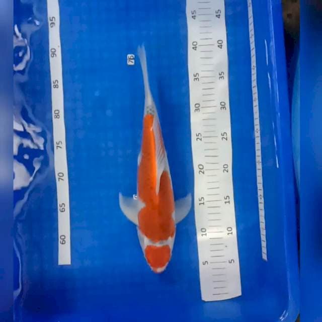 Maruten gosiki