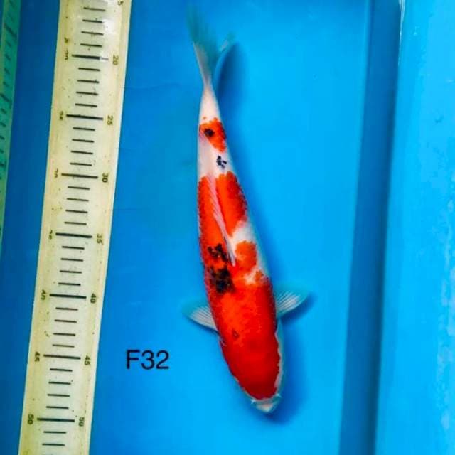 Sanke F32cm