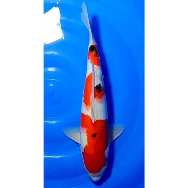 HQ 3step Sanke Strong 39cm (F)