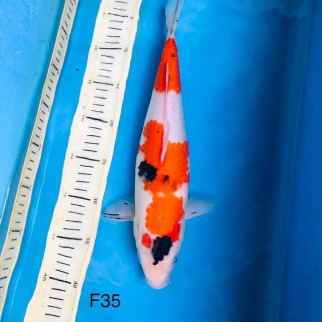 Sanke F35cm