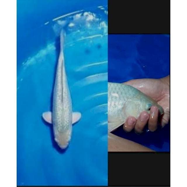 Super Soragoi Ginrin Full Padat 31cm (F)