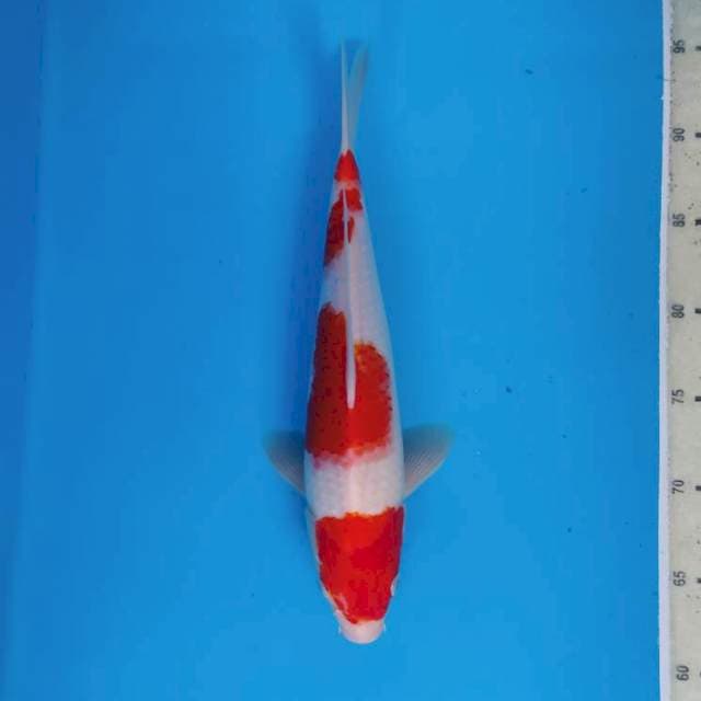 Kohaku ~34