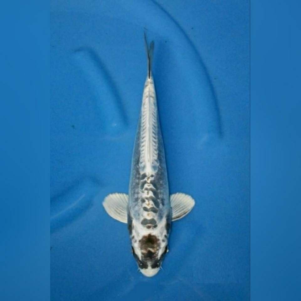 Kinkikokryu spesial unique f1 male 33 cm