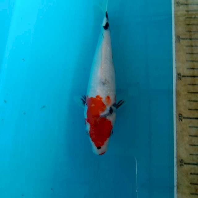 Showa 21cm