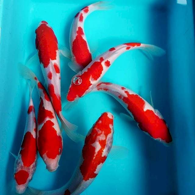 Mix Kohaku 20-25cm