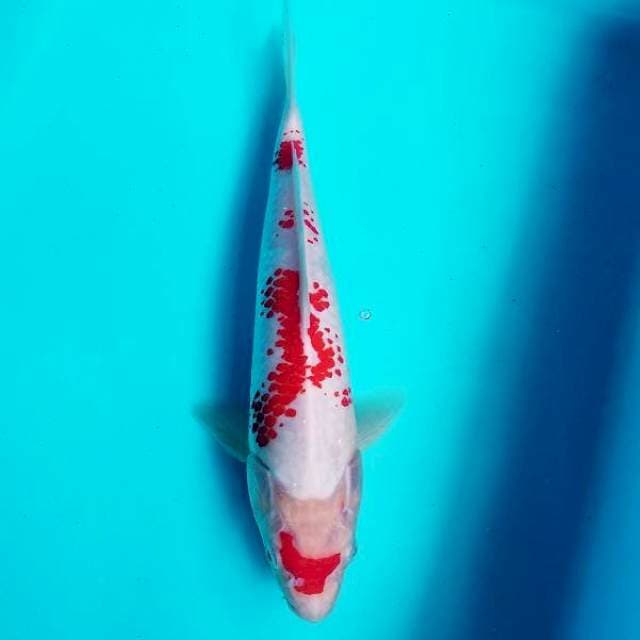 Kanoko kohaku 28cm
