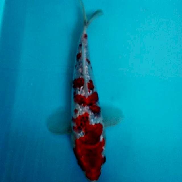 Ghosiki 27cm