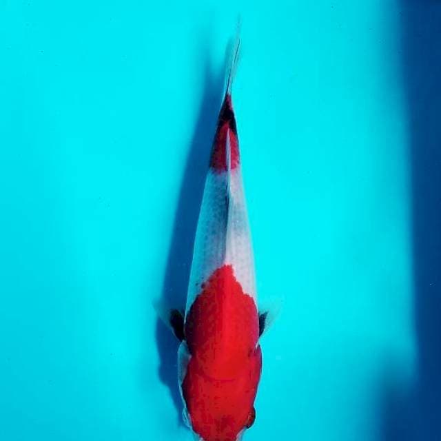 Showa 23cm