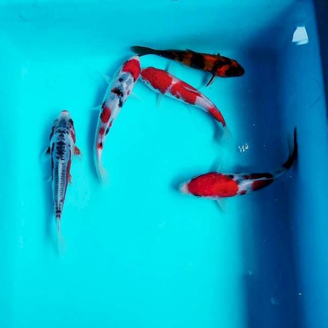 Baby mix 10cm up