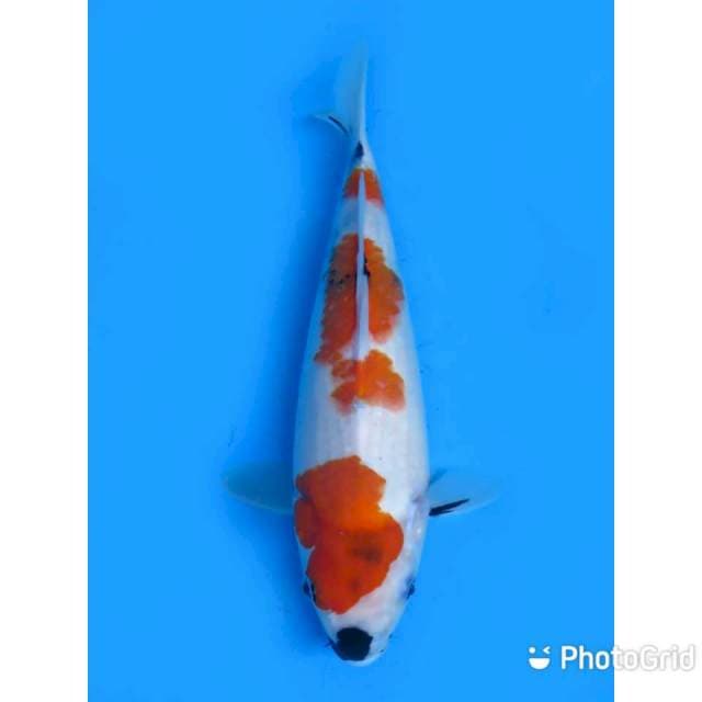Sanda Showa Tategoi - 33cm Female