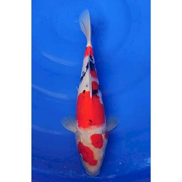 HQ Taisho Sanshoku (Sanke) 33cm (M)
