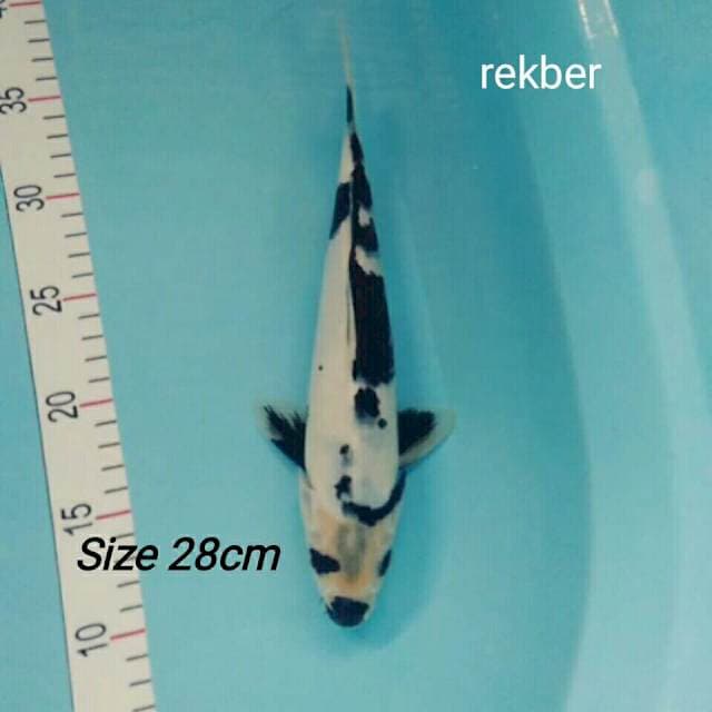 Shiro 28cm