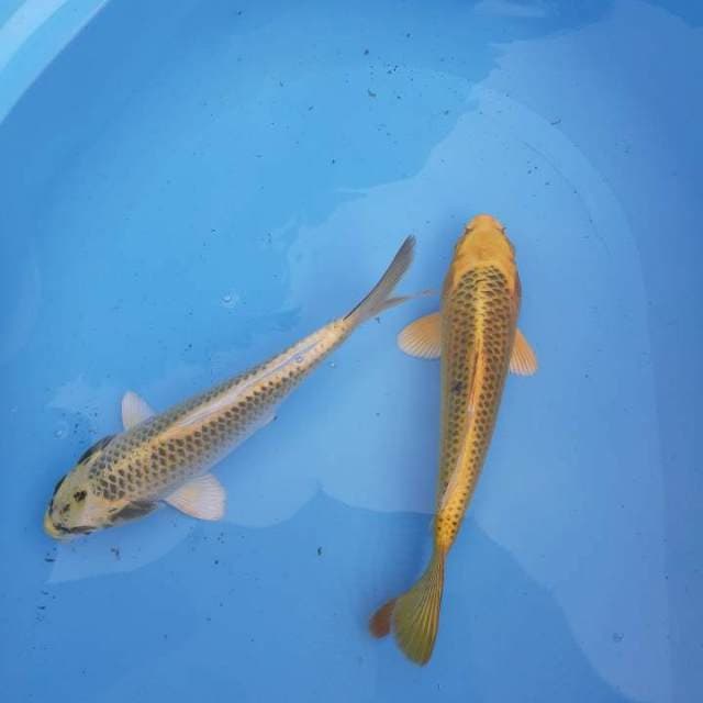 Antikan 27 cm