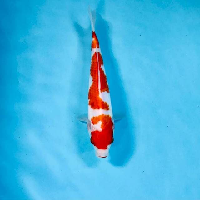 Kohaku, 20 cm