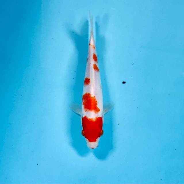 Kohaku, 19 cm