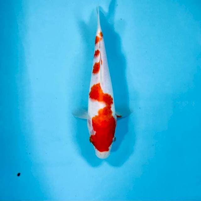 Kohaku, 21 cm