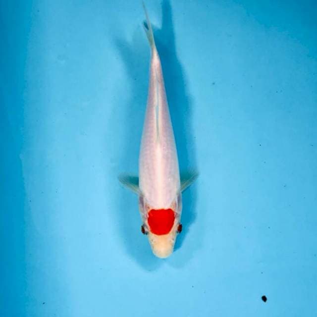 Tancho Kohaku, 20 cm