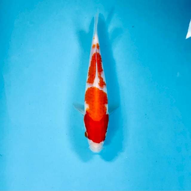 Kohaku, 19 cm