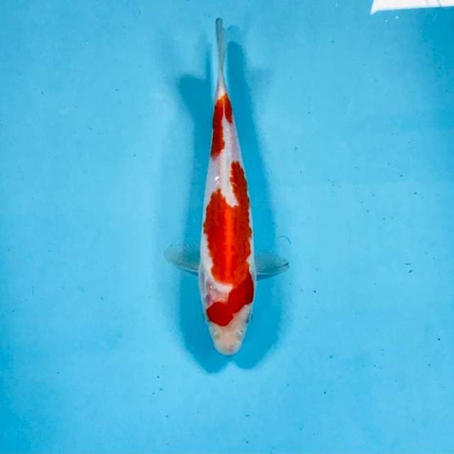 Kohaku, 18 cm
