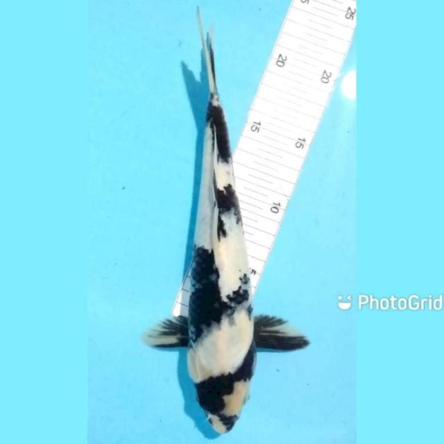 Shiro 28cm