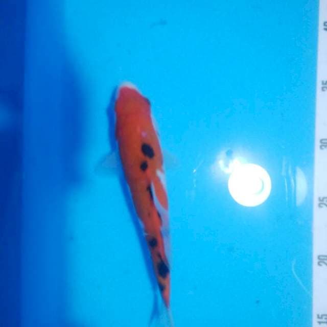 Sanke 18cm