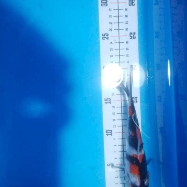 Showa 18cm