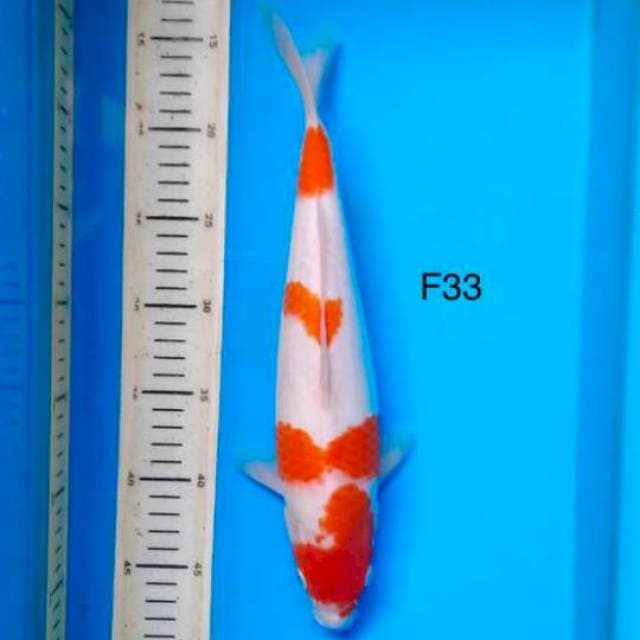 Kohaku F33cm