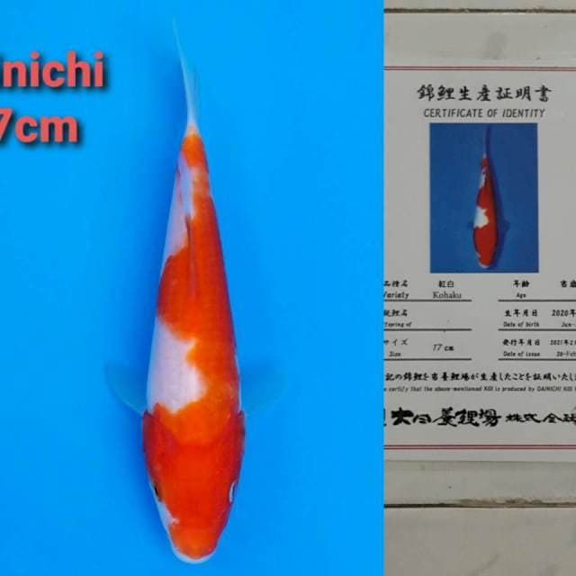 Dainichi Kohaku 18cm certi